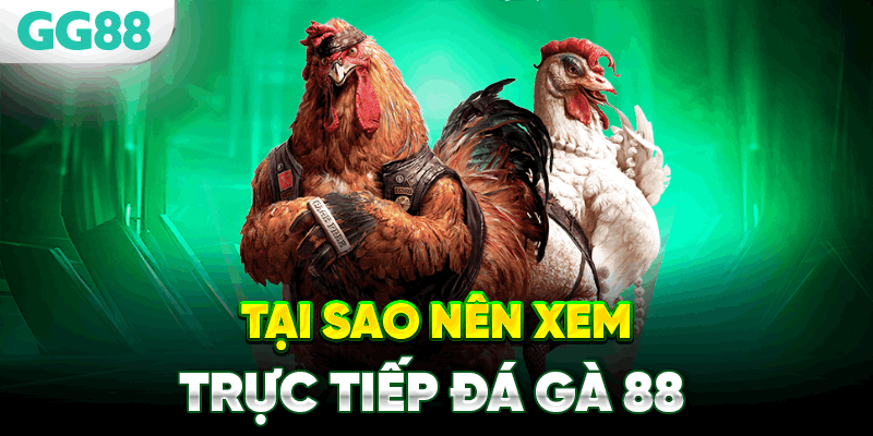 Tai sao nen xem dá ga trực tiếp daga88